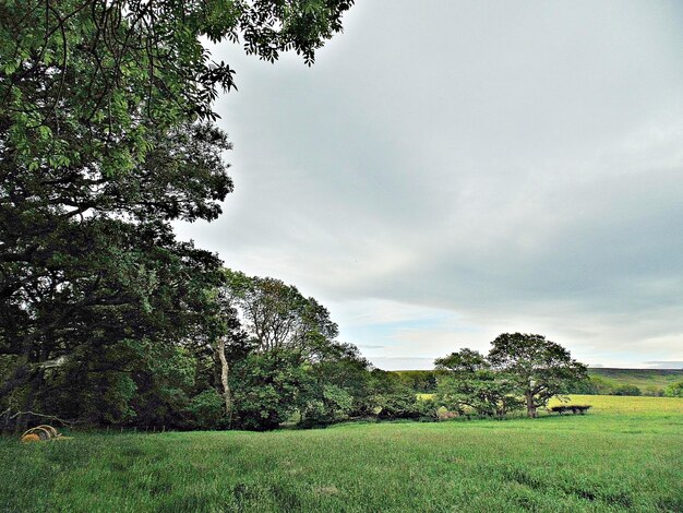 Trees on field against sky