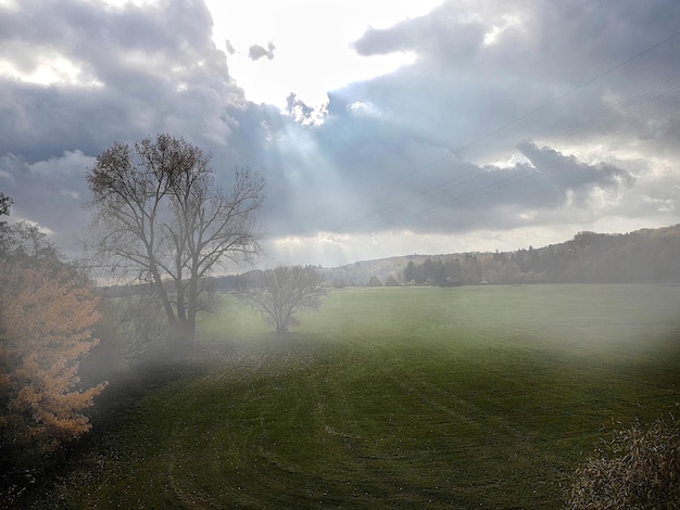 Foto alberi sul campo contro il cielo