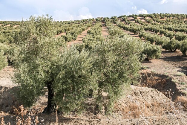 Foto alberi sul campo contro il cielo