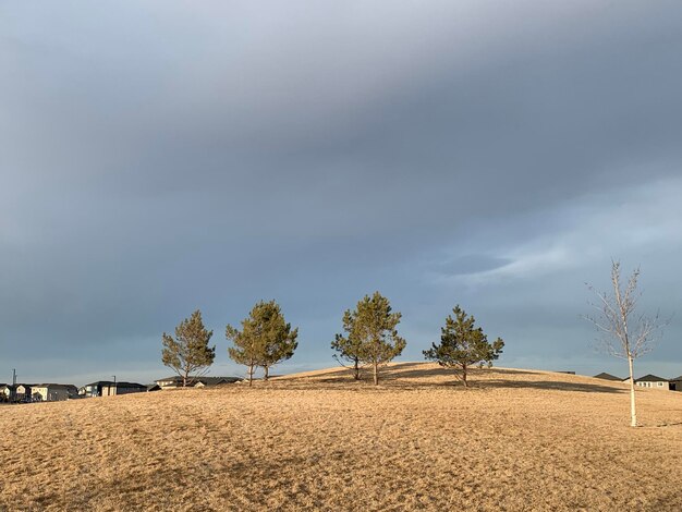 Trees on field against sky