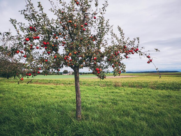 Foto alberi sul campo contro il cielo