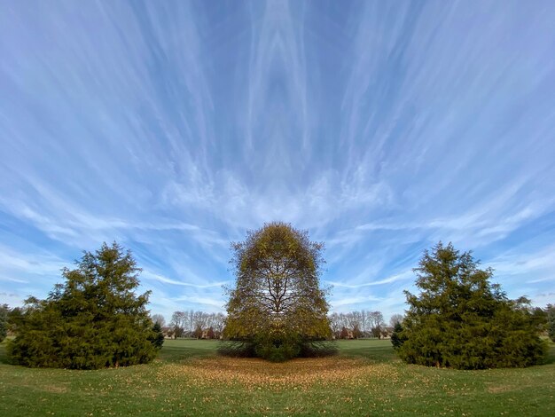 Photo trees on field against sky