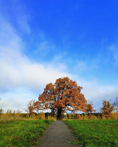 Trees on field against sky