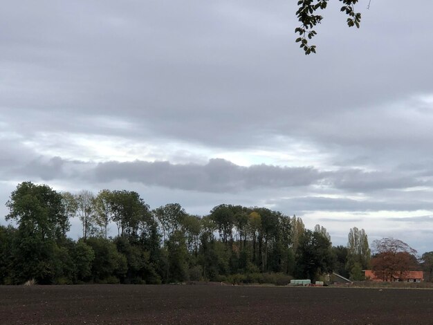 Trees on field against sky