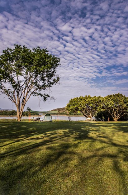 Foto alberi sul campo contro il cielo