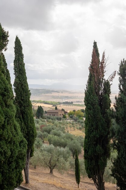 Foto alberi sul campo contro il cielo