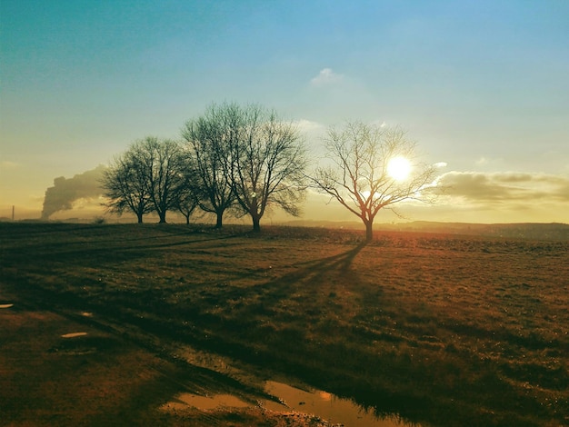 Trees on field against sky