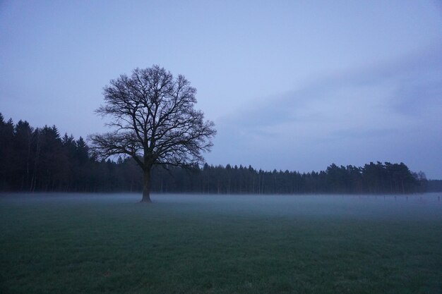 Trees on field against sky