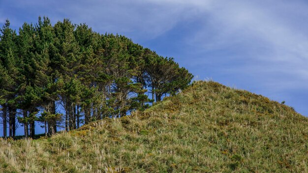 Foto alberi sul campo contro il cielo