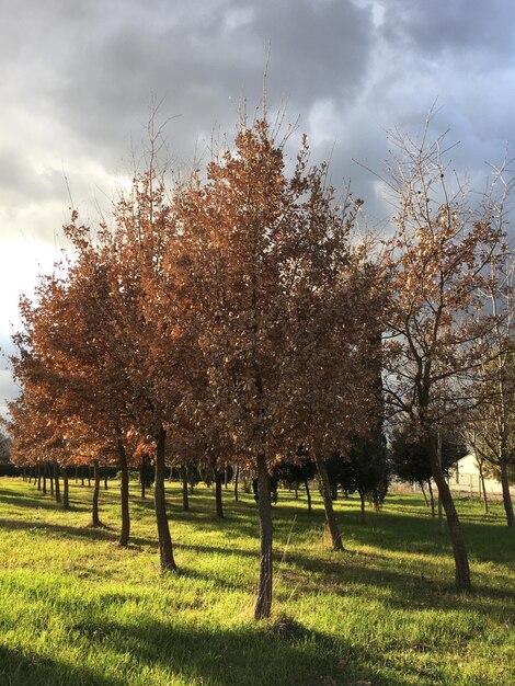 Foto gli alberi sul campo contro il cielo.