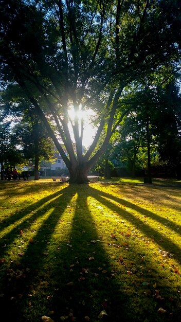 Foto alberi sul campo contro la luce solare