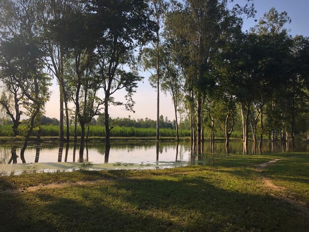 Foto alberi sul campo vicino al lago contro il cielo