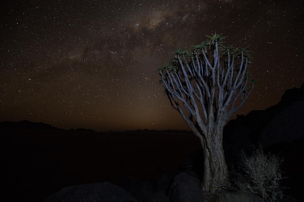 Photo trees on field by silhouette mountains against sky at night