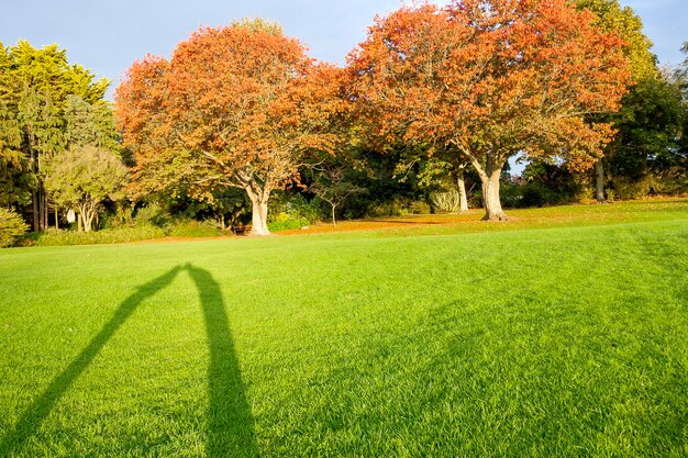 Photo trees on field during autumn