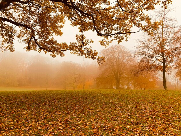 Photo trees on field during autumn