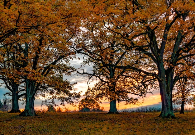 Photo trees on field during autumn