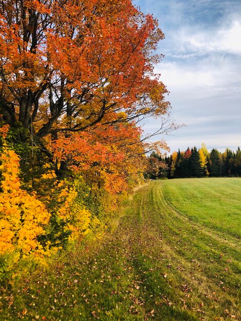 Photo trees on field during autumn