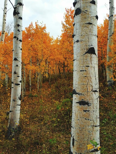 Alberi sul campo durante l'autunno