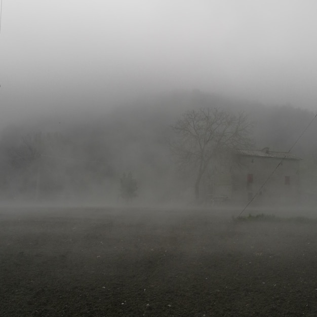 Foto alberi sul campo durante il tempo nebbioso