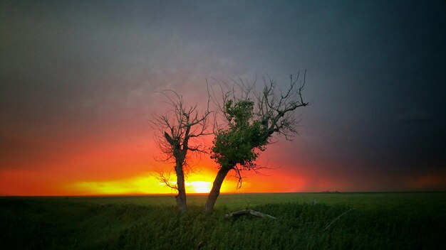 Trees in field during sunset