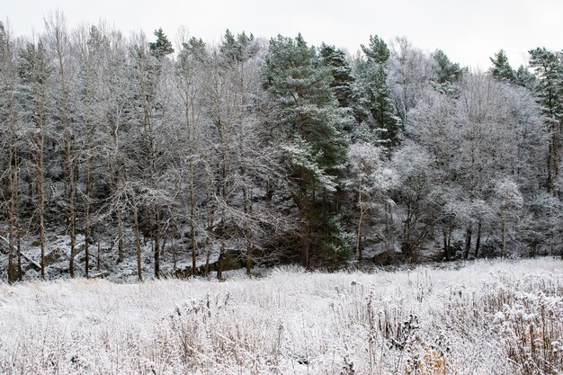 Photo trees on field during winter