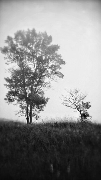 Foto alberi sul campo in tempo di nebbia