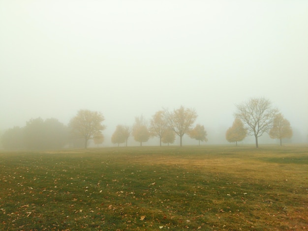 Photo trees on field in foggy weather