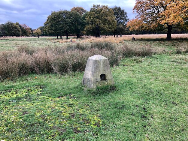 Foto alberi sul campo nella foresta contro il cielo