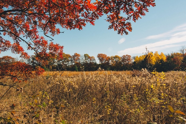 Photo trees on field in forest during autumn