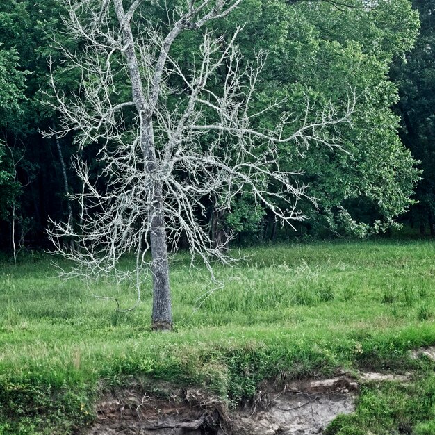 Trees on field in forest