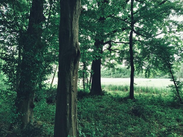 Trees on field in forest