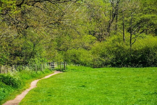 Foto alberi sul campo nella foresta