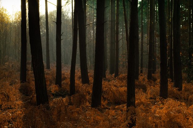 Photo trees on field in forest