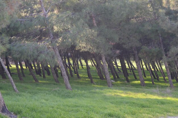 Trees on field in forest