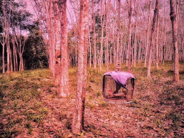 Photo trees on field in forest