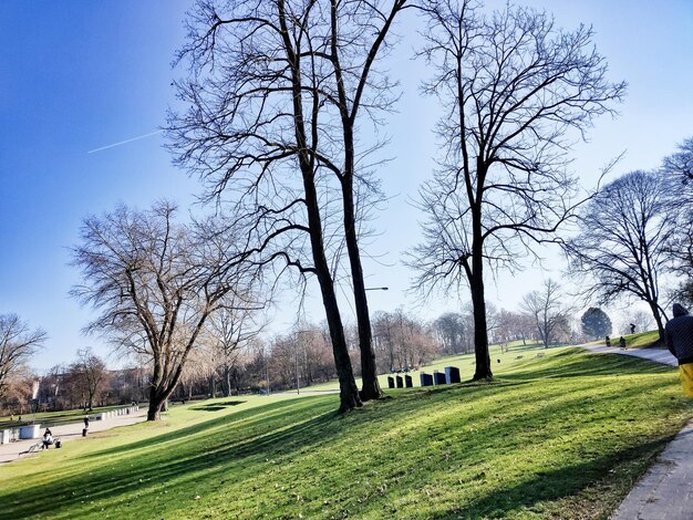 空に照らされた公園の畑の木々