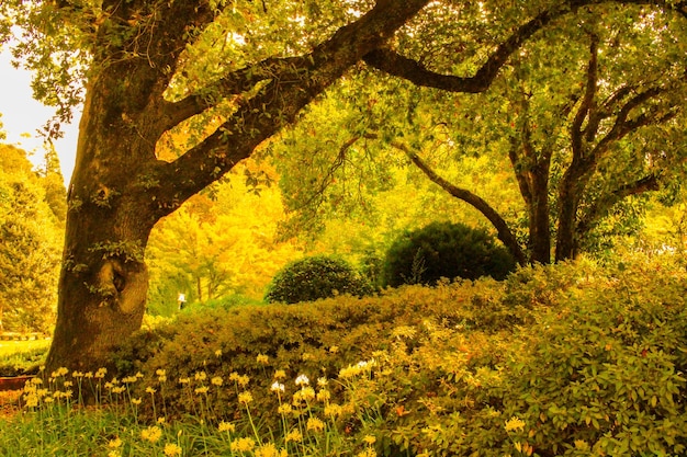 Foto alberi sul campo del parco durante l'autunno