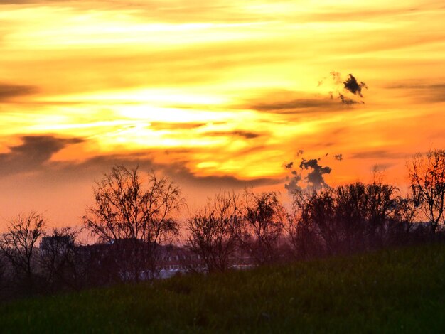 Trees on field at sunset