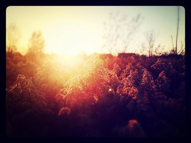 Photo trees on field at sunset