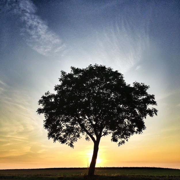 Trees on field at sunset