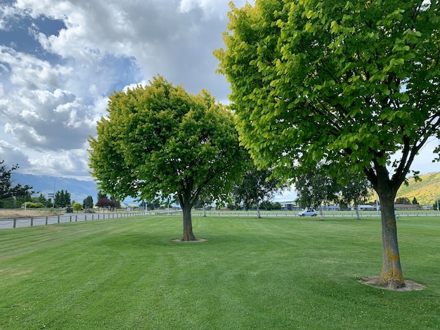 Photo trees in a field with a cloudy sky