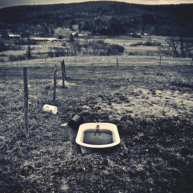 Photo trees in field