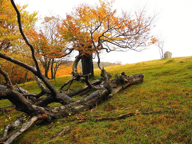 Trees on field