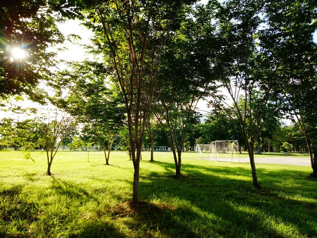 Trees on field