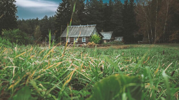 Foto alberi sul campo