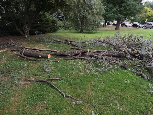 Foto alberi sul campo