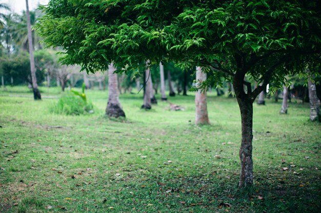 Trees on field