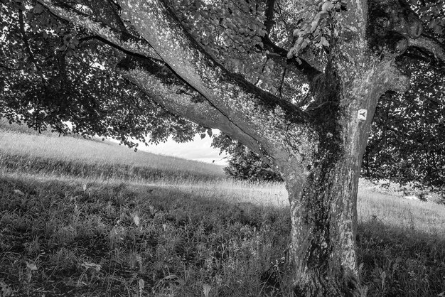 Trees on field