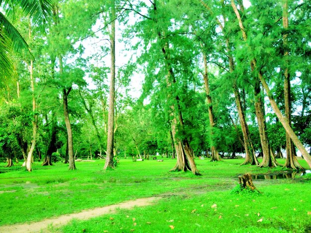 Trees on field