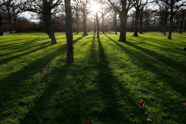 Trees on field